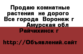Продаю комнатные растения  не дорого - Все города, Воронеж г.  »    . Амурская обл.,Райчихинск г.